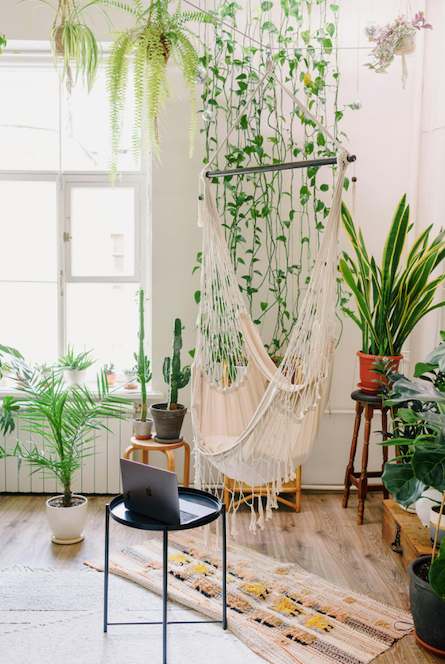 Wat kamerplanten en hangplanten junnen betekenen voor je interieur