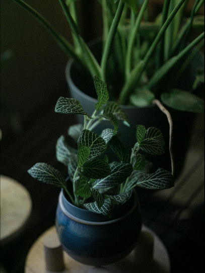 Planten voor binnen weinig licht: