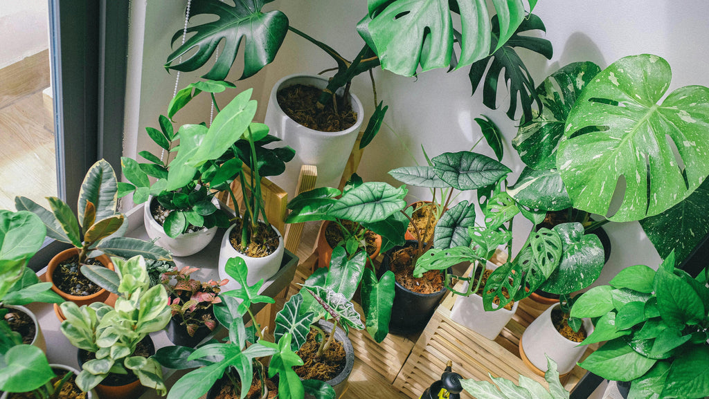 groeiseizoen kamerplanten