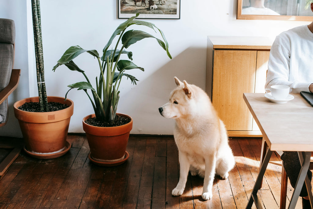 Giftige kamerplanten voor honden