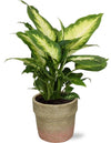 Plant Dieffenbachia Camilla in mooie naturel pot - Ø12cm - ↕35cm