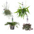 Plant Hangplanten pakket Paradijs - 4 stuks - Ø17cm - ↕30cm