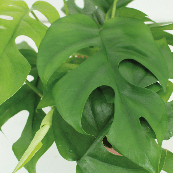 Plant Hangplantenset Kokodama Monstera - Gatenplant in pot- Minima Hang 2 stuks - Ø15cm - ↕25cm