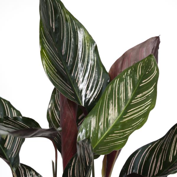 Plant Calathea Ornata (De Levende plant) - Ø14cm - ↕50cm