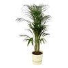 Plant Areca palm in witte Elho pot - Groot - ↨110cm - Ø21cm inclusief Pot elho Greenville Round wit D24xH23