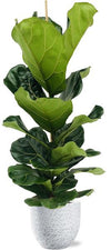 Plant Ficus Lyrata -Vioolbladplant - Ø21cm - ↕100cm + Tim Pot D24x22cm - Wit