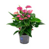 Plant Purple Anthurium KARMA - Ø17cm - ↕50cm - Makkelijke bloeiende kamerplant