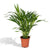 Plant Dypsis Lutescens - Areca - Ø17cm - ↕60cm