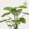 Plant Kunstplant - Alocasia - Olifantsoor - 110cm