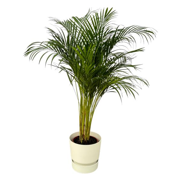 Plant Grote Areca palm in pot (wit) - ↨130cm - Ø24cm inclusief elho Greenville Round wit D30xH28