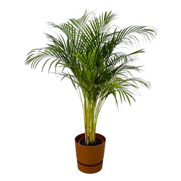 Plant Grote Areca palm in pot - ↨130cm - Ø24cm inclusief elho Greenville Round bruin D30xH28