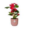 Anthurium Red in roze pot - d12cm/40cm - Pot ELHO Vibes Fold d14cm roze