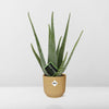 Aloe Vera (d12cm ) in prachtige gele ELHO Pot (d14cm)