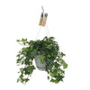 Plant Hedera Helix Groen - Hangpot Wit / Basic - Ø17cm - ↕45cm