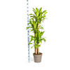 Plant ↕180cm Dracaena Fragrans Massangeana - Ø30cm