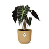 Alocasia ‘Polly’(Olifantoor plant) in mooie gele ELHO pot (d14cm)