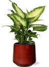 Plant Dieffenbachia Camilla kamerplant in pot - Ø12cm - ↕35cm