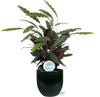 85cm grote Zebra Plant - Calathea Rufibarba - in stijlvolle groene pot