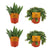 Plant Pakketje vetplantjes (4 stuks): 2x Aloe Paradisicum + 2x Sedum Tornado - Ø10.5cm - ↕10cm