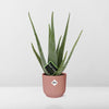 Aloe Vera d12cm in roze pot ELHO