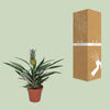 Plant Ananasplant - Bromelia Ananas - Ø12cm - ↕30cm