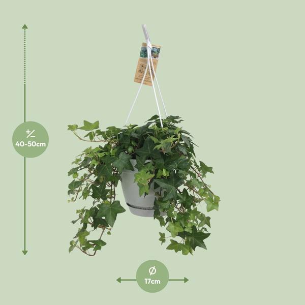 Plant Hedera Helix Groen - Hangpot Wit / Basic - Ø17cm - ↕45cm