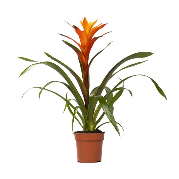 Plant Guzmania Variada - Ø12 ↕50