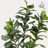 Plant TabaksKunstplant - Ficus Lyrara - Tabaksplant - 210cm