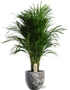 Plant Dypsis Lutescens - Ø21cm - ↕100cm + Bruine Pot Sem D24x22cm - Bruin