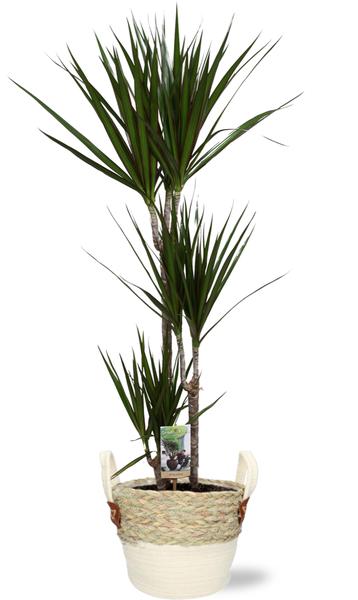 Plant Dracaena Marginata in witte pot - Ø21cm - ↕120cm + witte Lily Pot D23x20cm - Drakenbloem