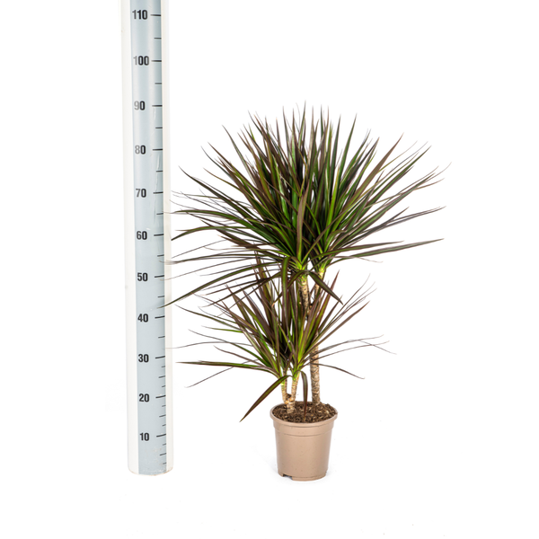 Plant Dracaena Marginata Magenta Ø17cm - ↕60cm