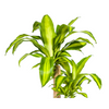 Plant Dracaena Fragrans Massangeana Ø19cm - ↕80cm