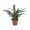 Plant Ananasplant - Bromelia Ananas - Ø12cm - ↕30cm