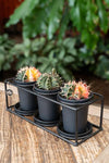 Plant Cactus Trio In Design Frame - Ø25cm - ↕12cm cactuscadeauset