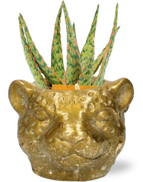 Plant Aloe Hybride - Ø10,5cm - ↕15cm + Planter Luipaard D12x9,5cm - Goud