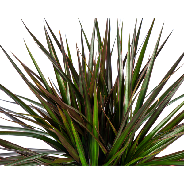 Plant Dracaena Marginata Magenta Ø17cm - ↕60cm