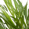 Plant Dypsis Lutescens - Areca - Ø17cm - ↕60cm