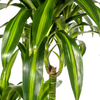 Plant Dracaena Deremensis - Hawaiian Sunshine Ø27cm - ↕180cm