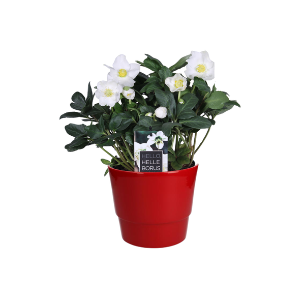 Plant Helleborus Niger 'Christmas Carol Early' XL - Ø17cm - ↕30cm + Pot Basic D18x15cm - Rood