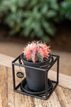 Plant Kleurige cactus In Design Frame - Ø10cm - ↕12cm