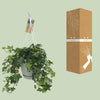 Plant Hedera Helix Groen - Hangpot Wit / Basic - Ø17cm - ↕45cm