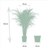 Areca palm in mand - ↨130cm