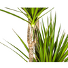 Plant Dracaena Marginata Green Ø27cm - ↕180cm