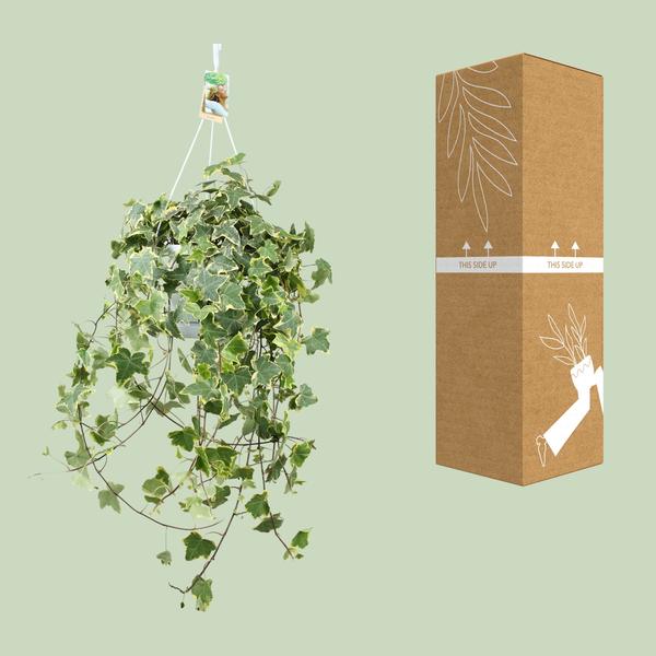 Plant Hedera Helix Gold Child - Hang/XXL - Ø24cm - ↕cm - Hang klimop