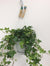 Plant Hedera Helix Groen - Hangpot Wit / Basic - Ø17cm - ↕45cm