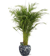 Plant Goudpalm in pot - Dypsis Lutescens - Ø21cm - ↕110cm + Doug Pot D24x22cm - Zwart Wit