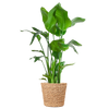 Plant XL Strelitzia Nicolai (Paradijsvogelplant) met Torun mand - 140cm - Ø27