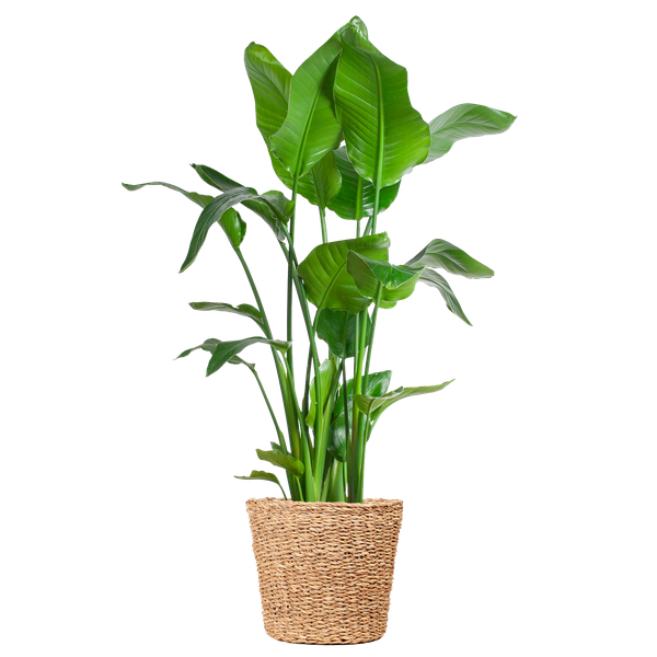 Plant XL Strelitzia Nicolai (Paradijsvogelplant) met Torun mand - 140cm - Ø27