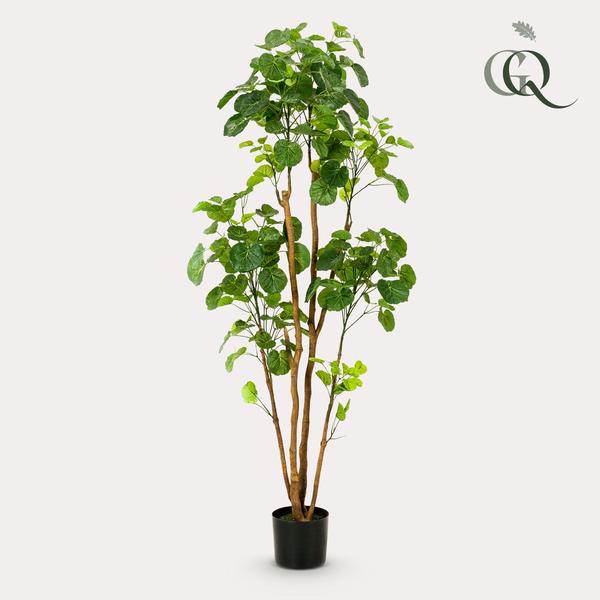 Plant Kunstboom Polyscias Aralia - 160 cm - Grote kunstplant