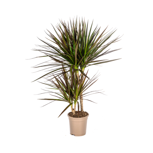 Plant Dracaena Marginata Magenta Ø17cm - ↕60cm